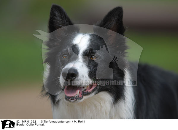 Border Collie Portrait / Border Collie Portrait / MR-01022