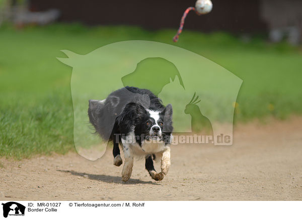 Border Collie / Border Collie / MR-01027