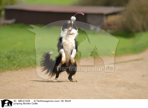 springender Border Collie / jumping Border Collie / MR-01028