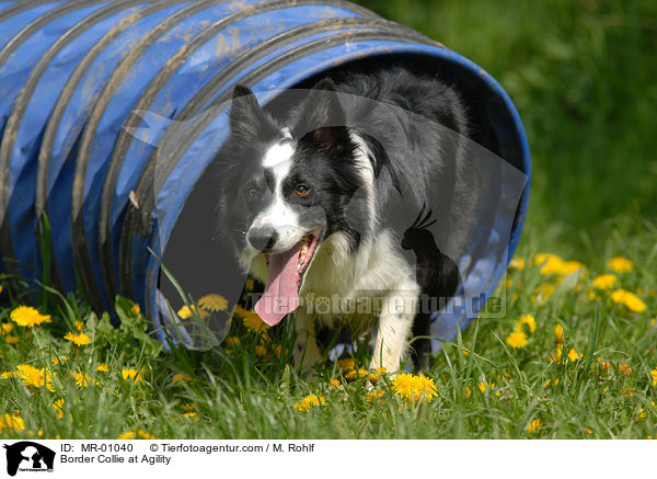 Border Collie beim Agility / Border Collie at Agility / MR-01040