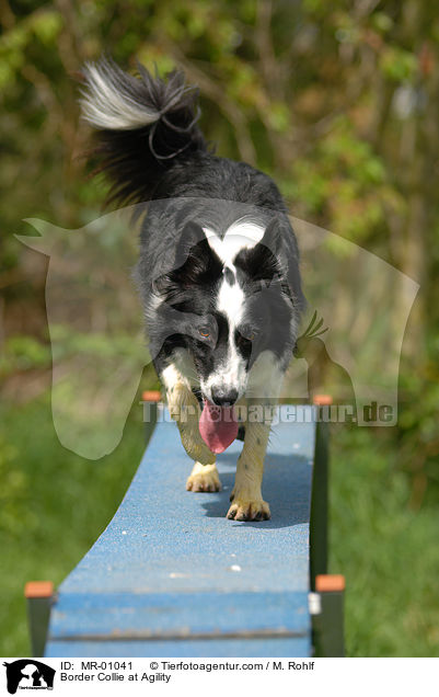 Border Collie beim Agility / Border Collie at Agility / MR-01041