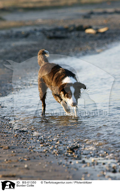 Border Collie / BS-01350