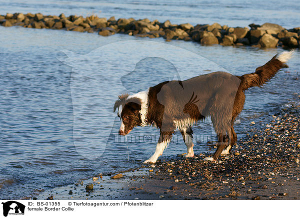 Border Collie Hnding / female Border Collie / BS-01355