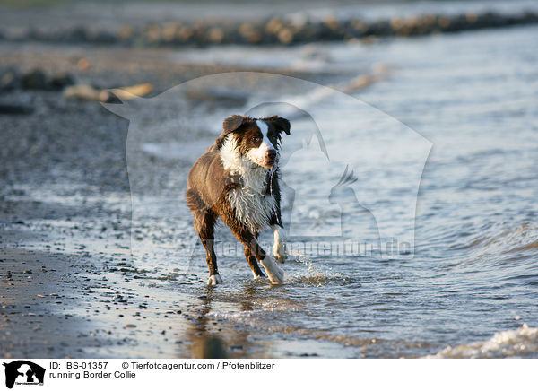 rennender Border Collie / running Border Collie / BS-01357