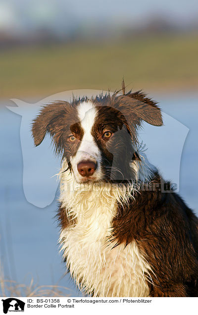 Border Collie Portrait / Border Collie Portrait / BS-01358