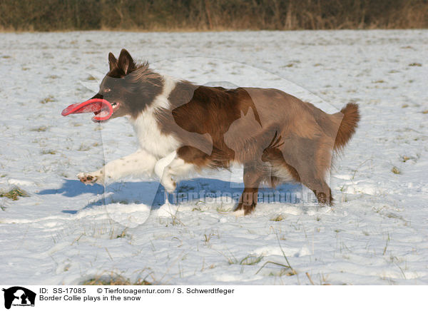 Border Collie spielt im Schnee / Border Collie plays in the snow / SS-17085