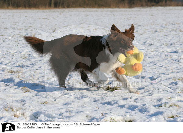 Border Collie spielt im Schnee / Border Collie plays in the snow / SS-17103