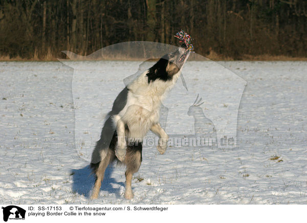 spielender Border Collie im Schnee / playing Border Collie in the snow / SS-17153