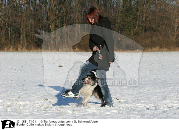 Border Collie macht Slalom durch die Beine / Border Collie makes Slalom through legs / SS-17161