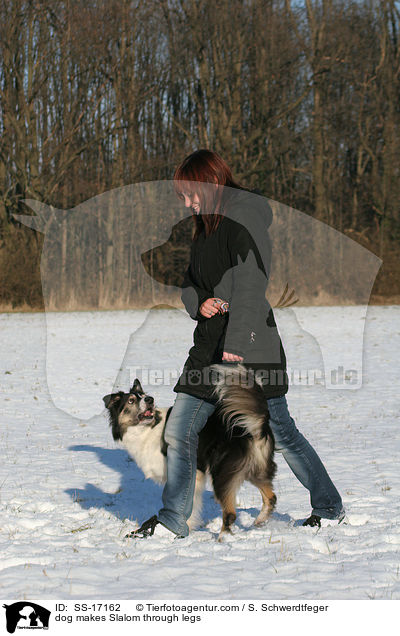 dog makes Slalom through legs / SS-17162