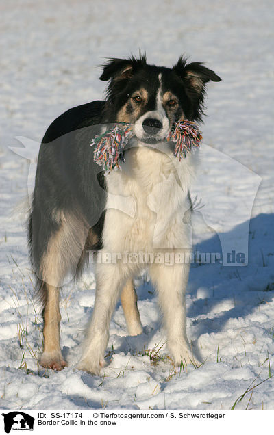 Border Collie im Schnee / Border Collie in the snow / SS-17174