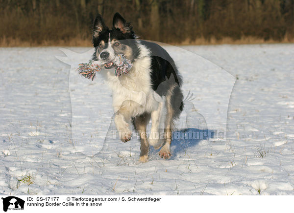 rennender Border Collie im Schnee / running Border Collie in the snow / SS-17177