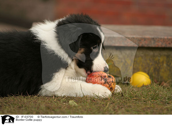 Border Collie Welpe / Border Collie puppy / IF-03700