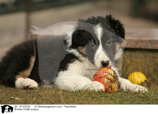 Border Collie Welpe / Border Collie puppy / IF-03702