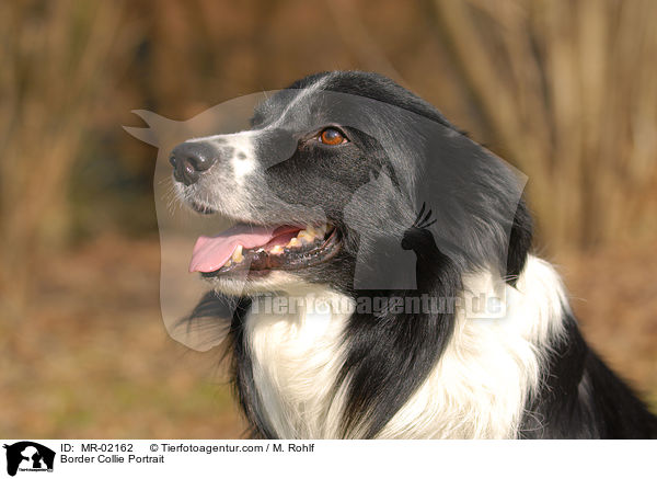 Border Collie Portrait / Border Collie Portrait / MR-02162