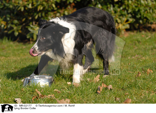 liegender Border Collie / lying Border Collie / MR-02177