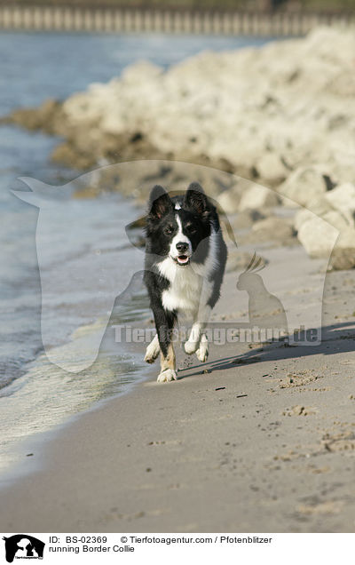 rennender Border Collie / running Border Collie / BS-02369