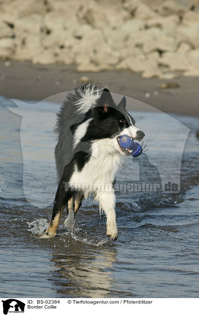 Border Collie / Border Collie / BS-02384
