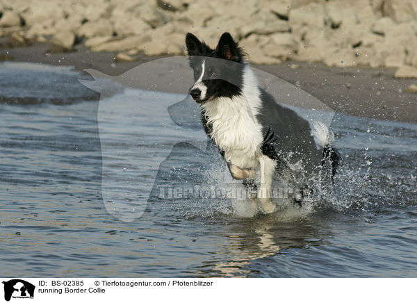 rennender Border Collie / running Border Collie / BS-02385
