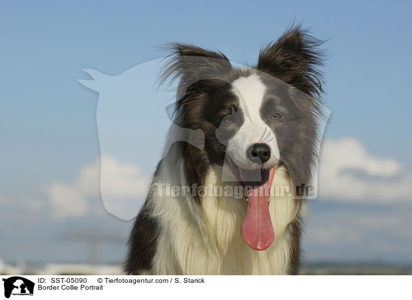 Border Collie Portrait / Border Collie Portrait / SST-05090