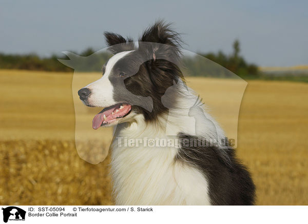 Border Collie Portrait / Border Collie Portrait / SST-05094