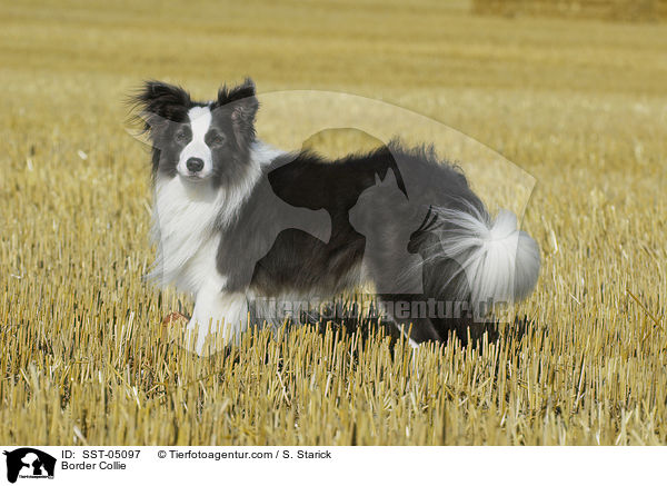 Border Collie / Border Collie / SST-05097