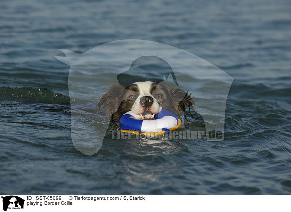 spielender Border Collie / playing Border Collie / SST-05099