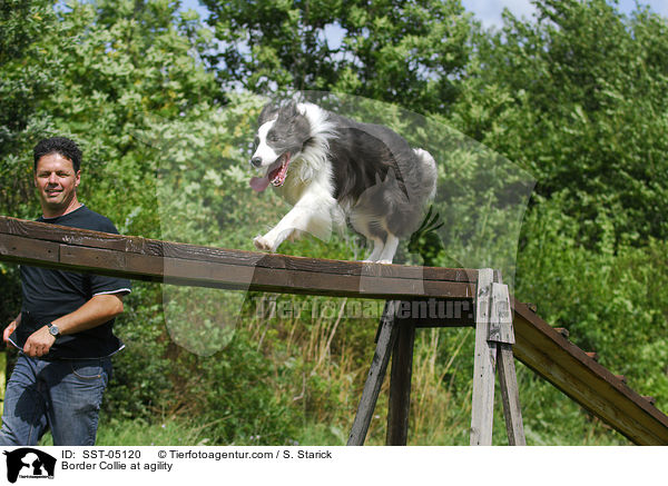 Border Collie beim Agility / Border Collie at agility / SST-05120