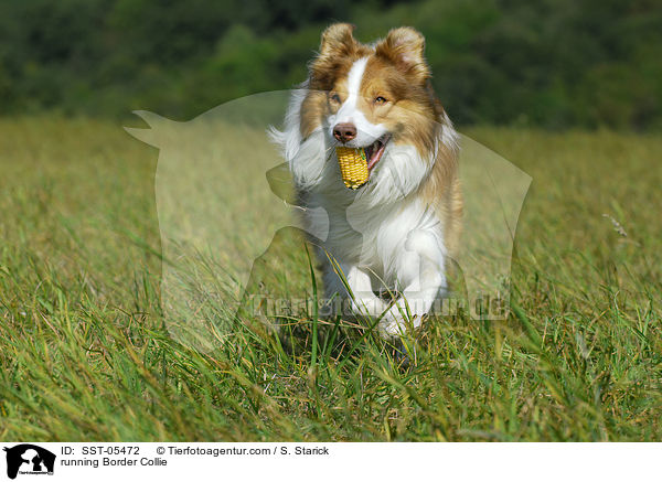 rennender Border Collie / running Border Collie / SST-05472
