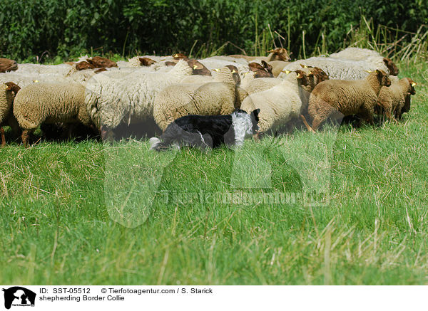 Border Collie htet Schafe / shepherding Border Collie / SST-05512