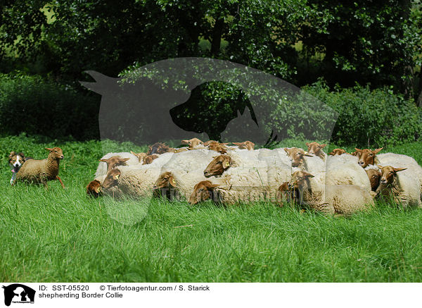 Border Collie h�tet Schafe / shepherding Border Collie / SST-05520