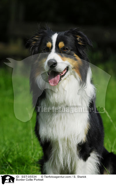 Border Collie Portrait / Border Collie Portrait / SST-05534