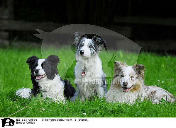 Border Collies / Border Collies / SST-05536