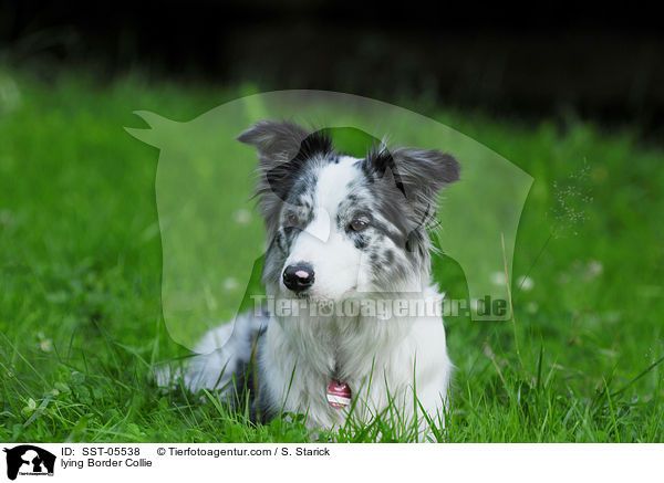 liegender Border Collie / lying Border Collie / SST-05538
