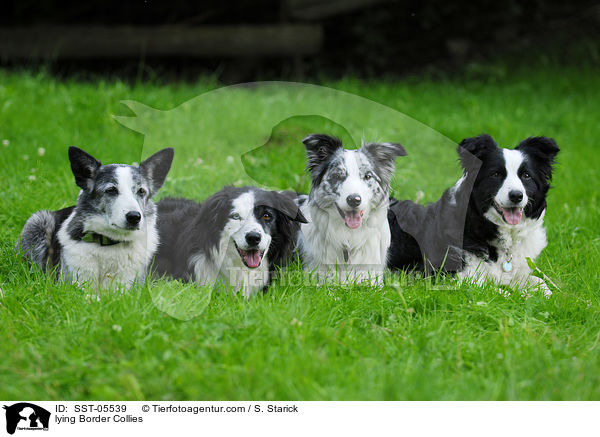 liegende Border Collies / lying Border Collies / SST-05539