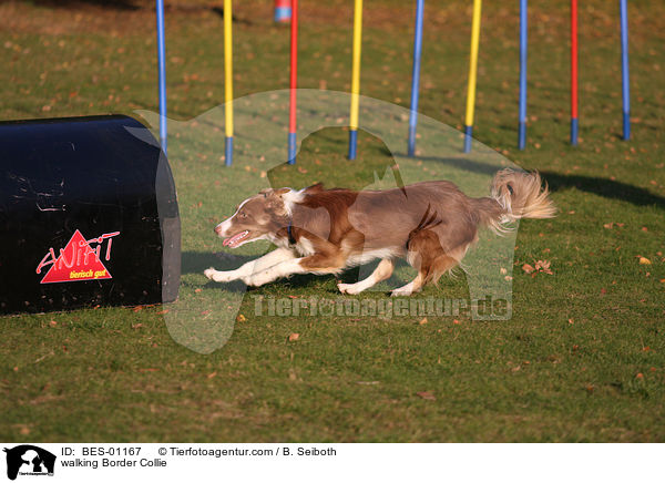 laufender Border Collie / walking Border Collie / BES-01167