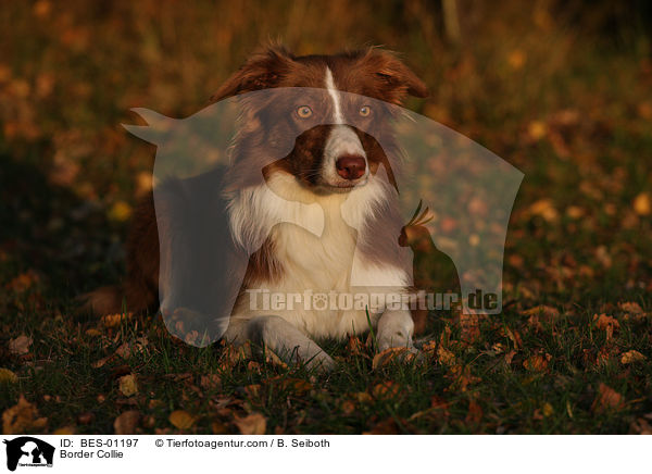 Border Collie / Border Collie / BES-01197