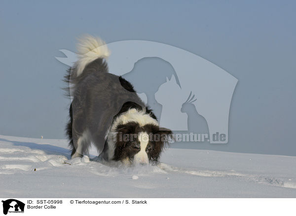 Border Collie / Border Collie / SST-05998