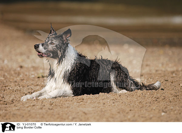 liegender Border Collie / lying Border Collie / YJ-01070