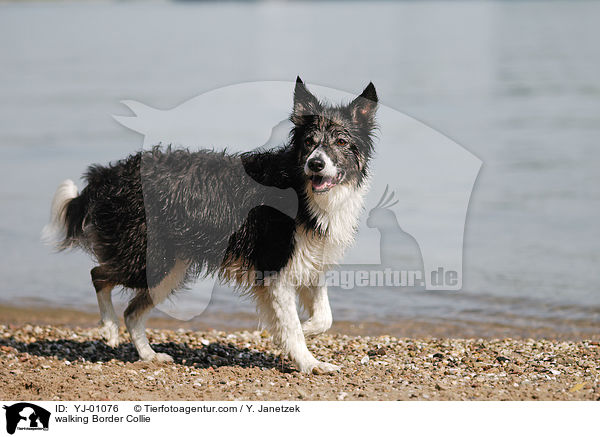 laufender Border Collie / walking Border Collie / YJ-01076