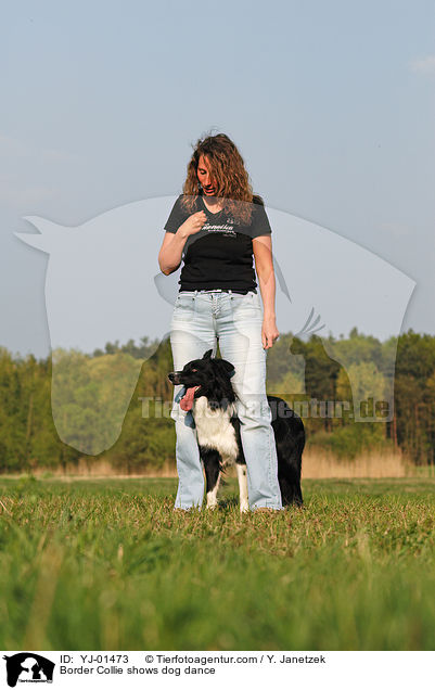 Border Collie beim Dog Dance / Border Collie shows dog dance / YJ-01473