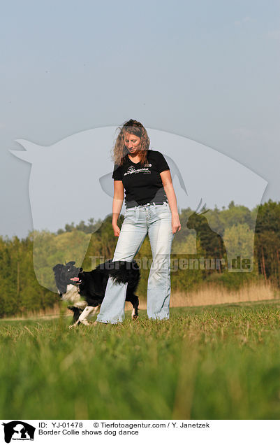 Border Collie beim Dog Dance / Border Collie shows dog dance / YJ-01478