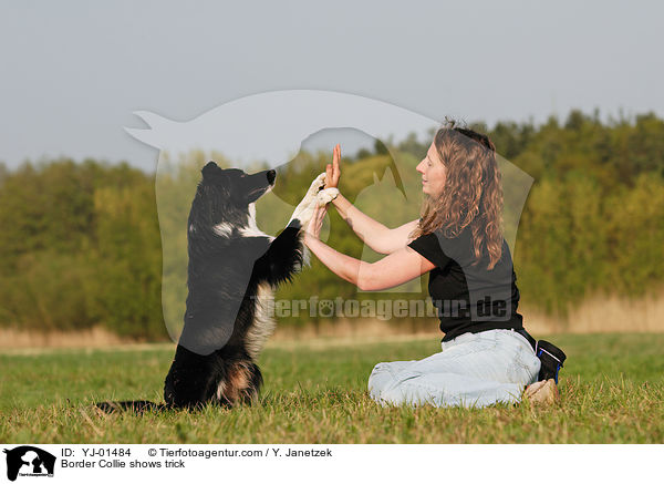 Border Collie zeigt Trick / Border Collie shows trick / YJ-01484