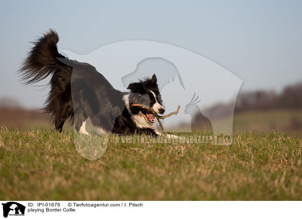spielender Border Collie / playing Border Collie / IPI-01676