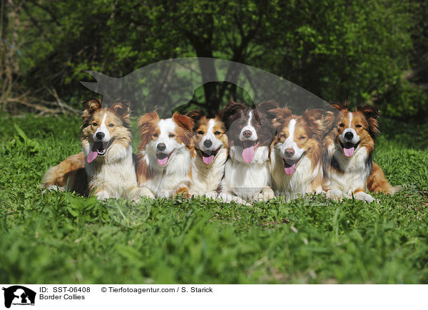 Border Collies / Border Collies / SST-06408