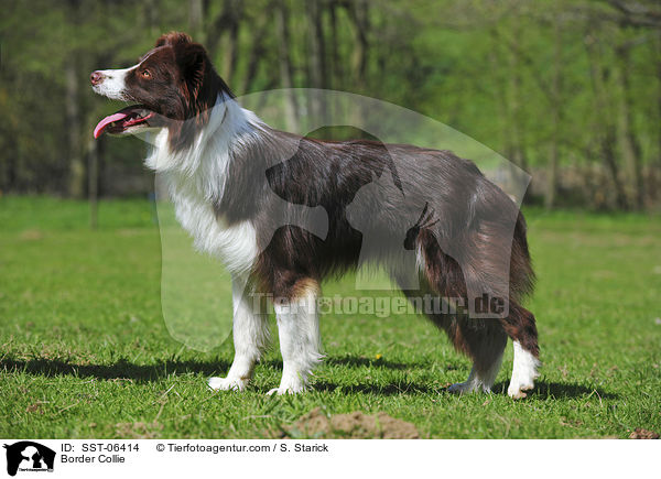 Border Collie / Border Collie / SST-06414