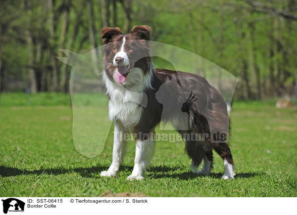 Border Collie / Border Collie / SST-06415