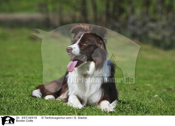 Border Collie / Border Collie / SST-06416