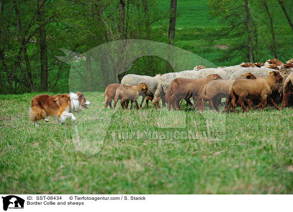 Border Collie and sheeps / SST-06434
