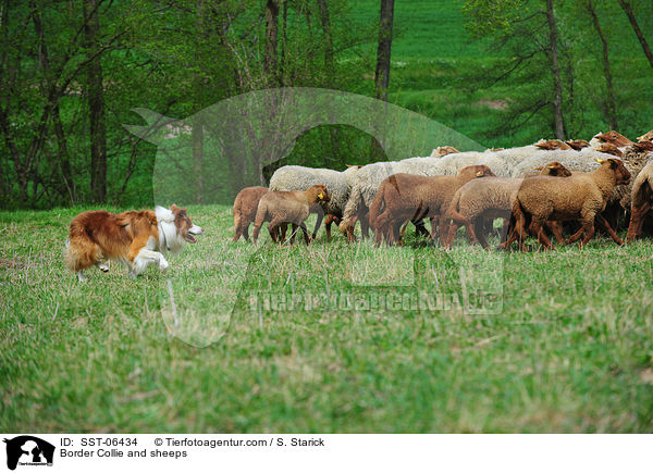 Border Collie and sheeps / SST-06434